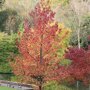 Liquidambar styraciflua ‘Worplesdon’